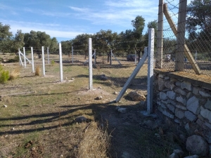 MUĞLA MİLAS KAZIKLIBUCAK OLIVE VEIL